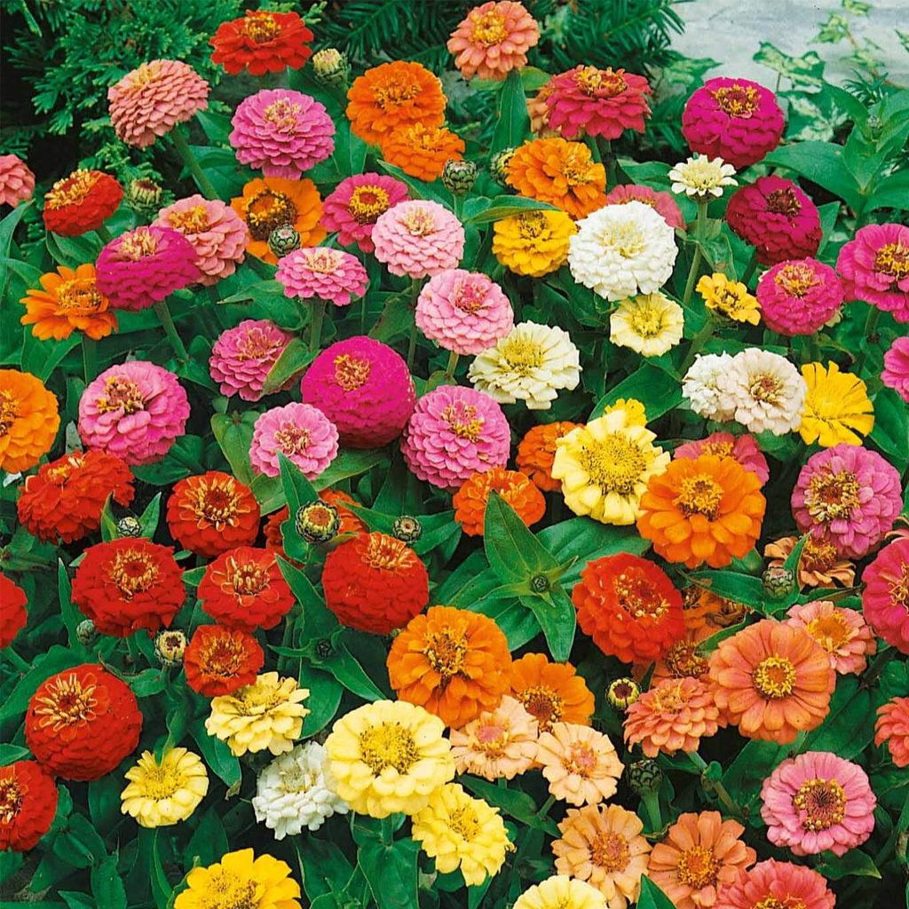 Zinnia Thumbelina Seeds – Dwarf Mixed Zinnia Flower Seeds for Pots & Borders