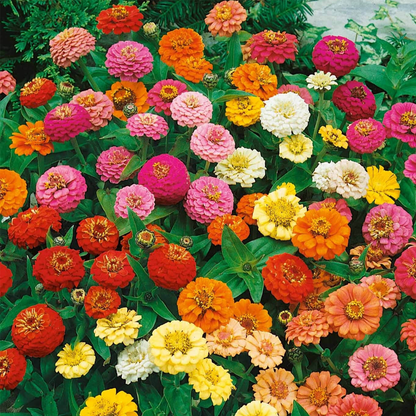Zinnia Thumbelina Seeds – Dwarf Mixed Zinnia Flower Seeds for Pots & Borders