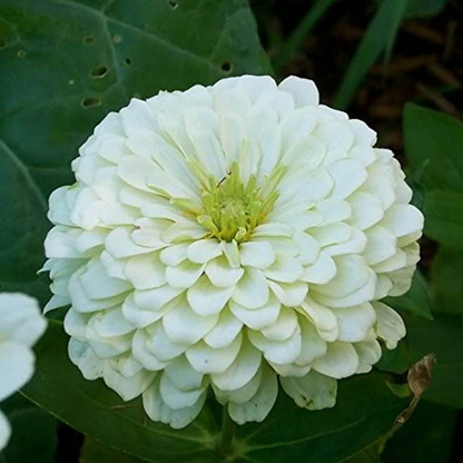 Zinnia Dahlia Flower White Seeds – Pure White Double Bloom Zinnia for Home Gardening