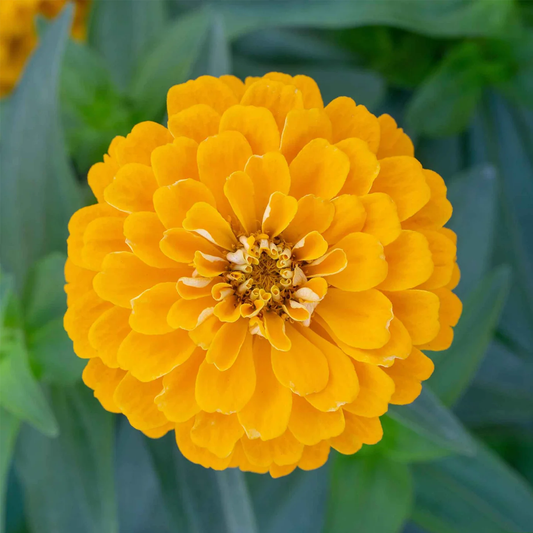 Zinnia Yellow Seeds – Bright Yellow Flower Seeds for Home Gardening