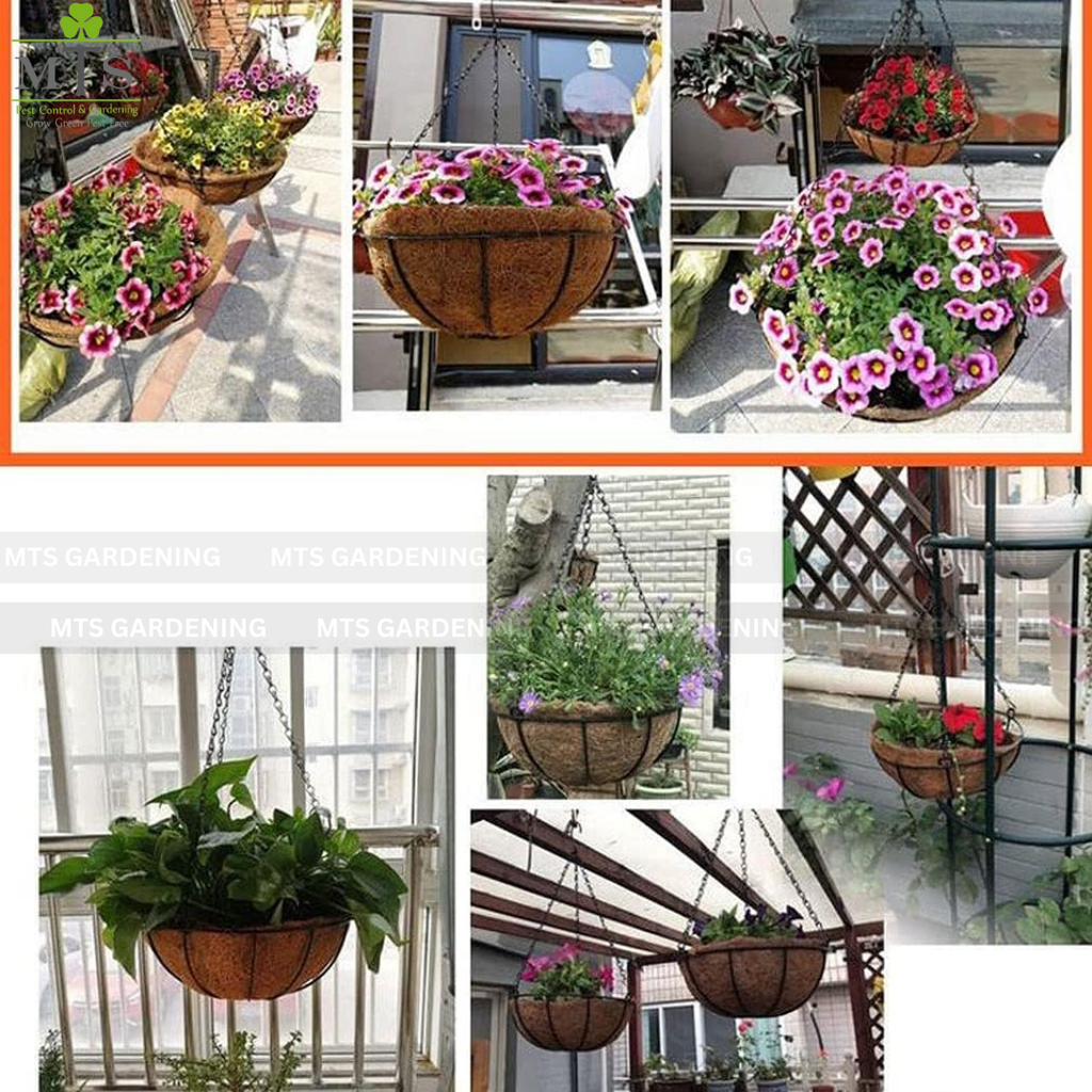 Hanging Coco Basket Planter – Metal Chain with Coco Liner (8, 10, 12, 14 Inch Sizes)