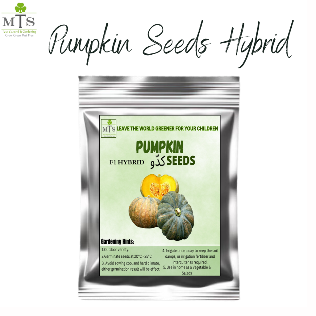 Pumpkin Seeds (Kaddu) – High Germination Vegetable Seeds for Home Gardening