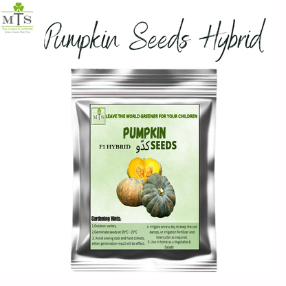 Pumpkin Seeds (Kaddu) – High Germination Vegetable Seeds for Home Gardening