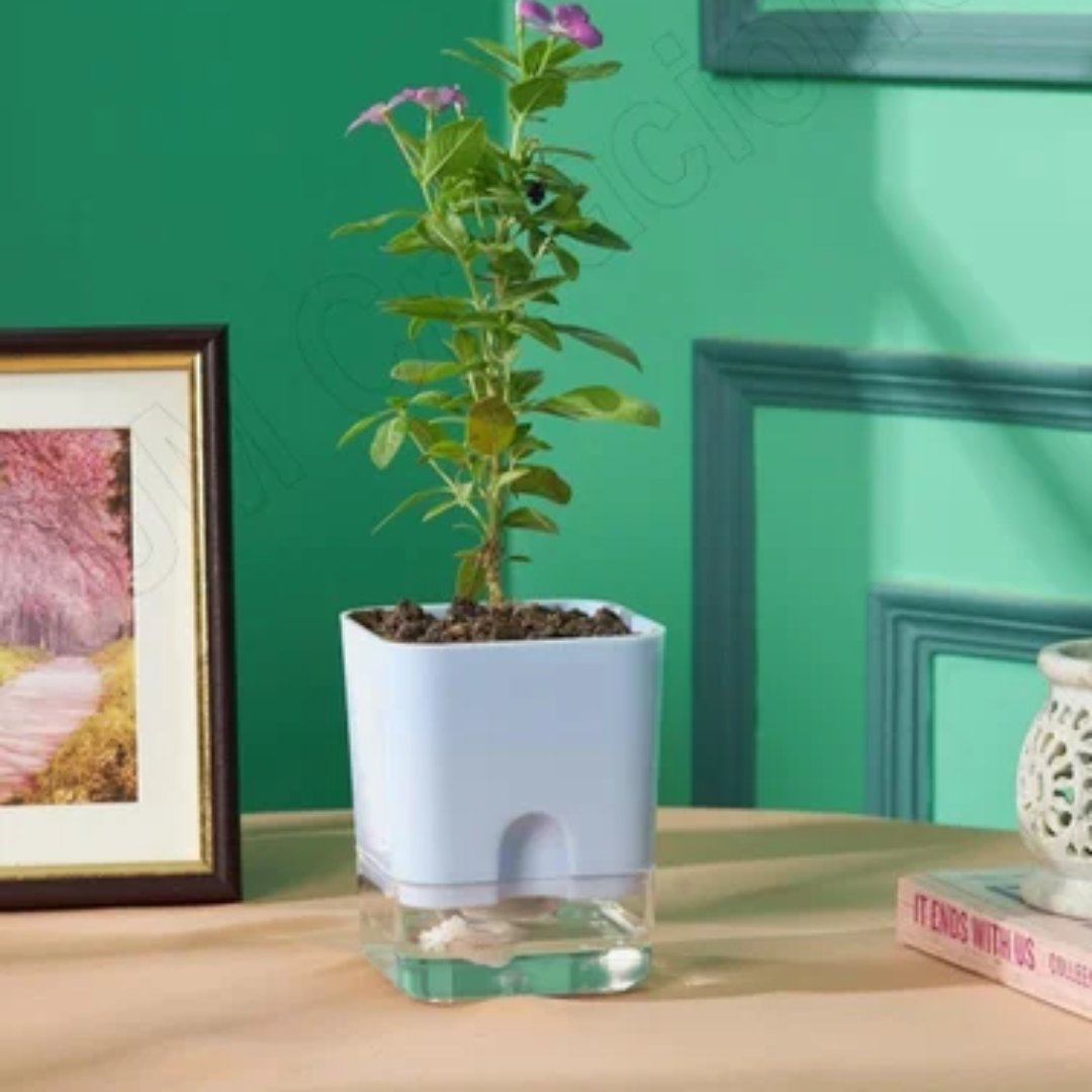 Self Watering Plant Pot with Built-In Reservoir (Pot Only)