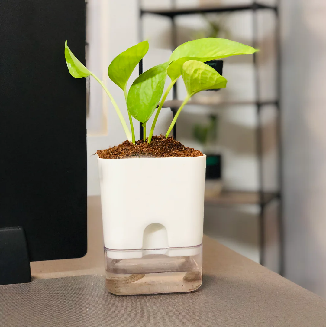 Self Watering Plant Pot with Built-In Reservoir (Pot Only)