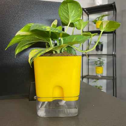 Self Watering Plant Pot with Built-In Reservoir (Pot Only)
