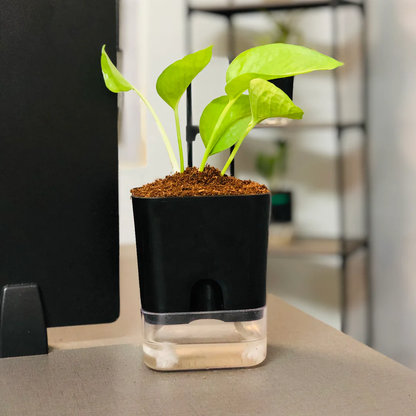 Self Watering Plant Pot with Built-In Reservoir (Pot Only)