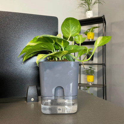 Self Watering Plant Pot with Built-In Reservoir (Pot Only)