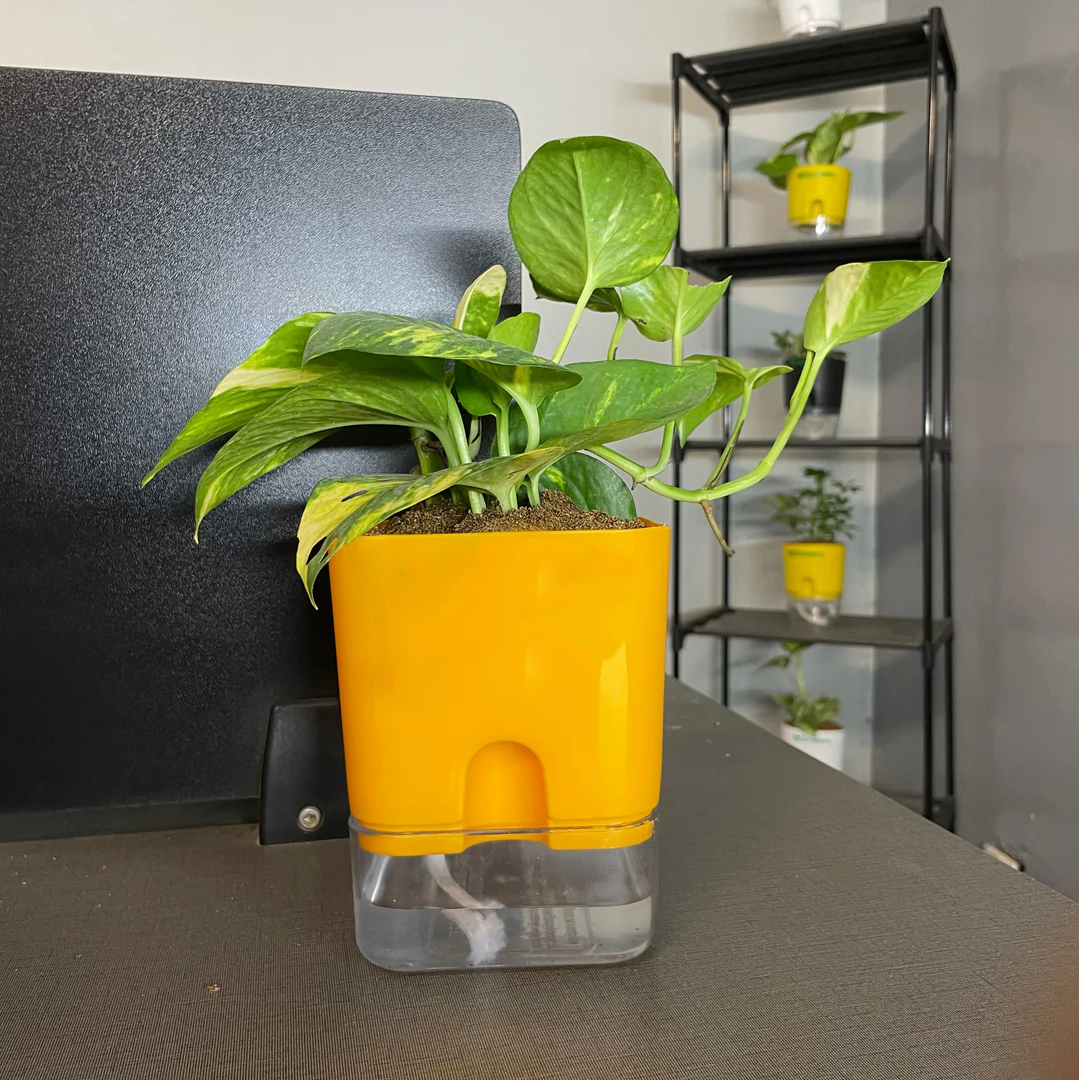 Self Watering Plant Pot with Built-In Reservoir (Pot Only)