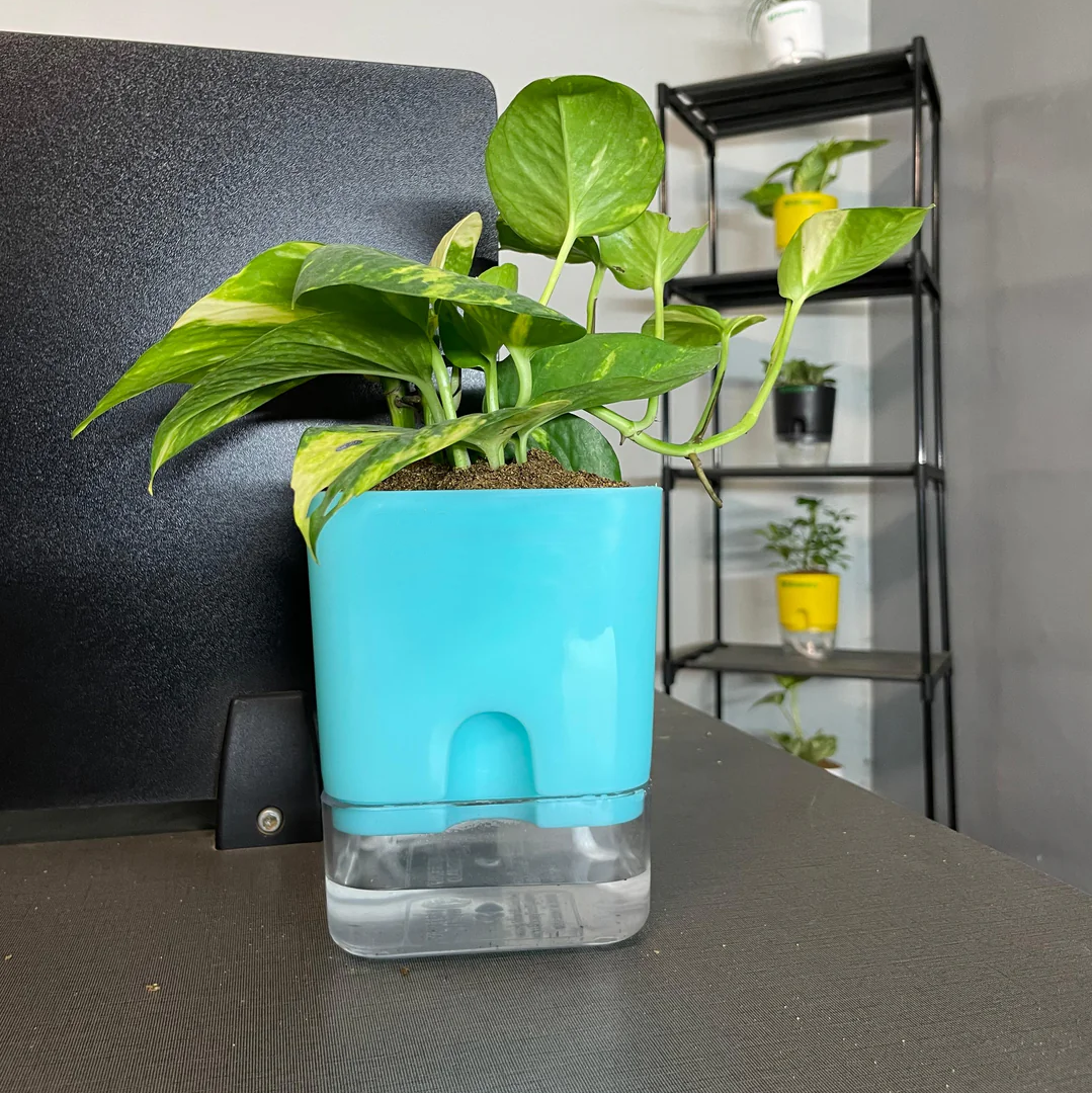 Self Watering Plant Pot with Built-In Reservoir (Pot Only)