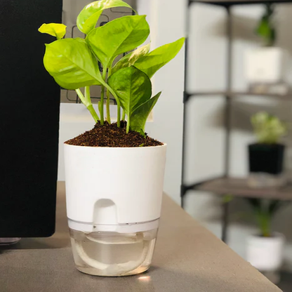 Round Self Watering Plant Pot with Water Reservoir (Pot Only)