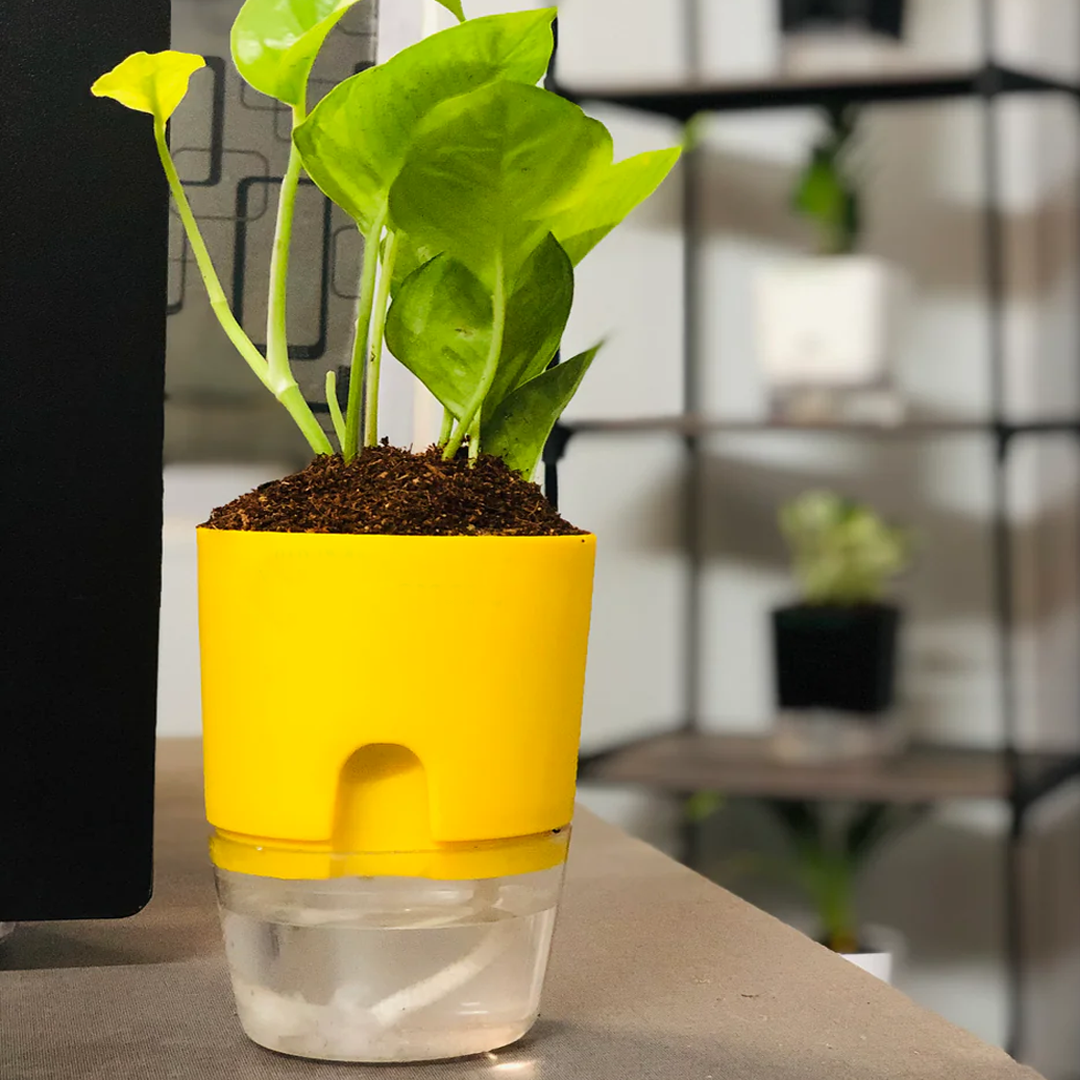 Round Self Watering Plant Pot with Water Reservoir (Pot Only)
