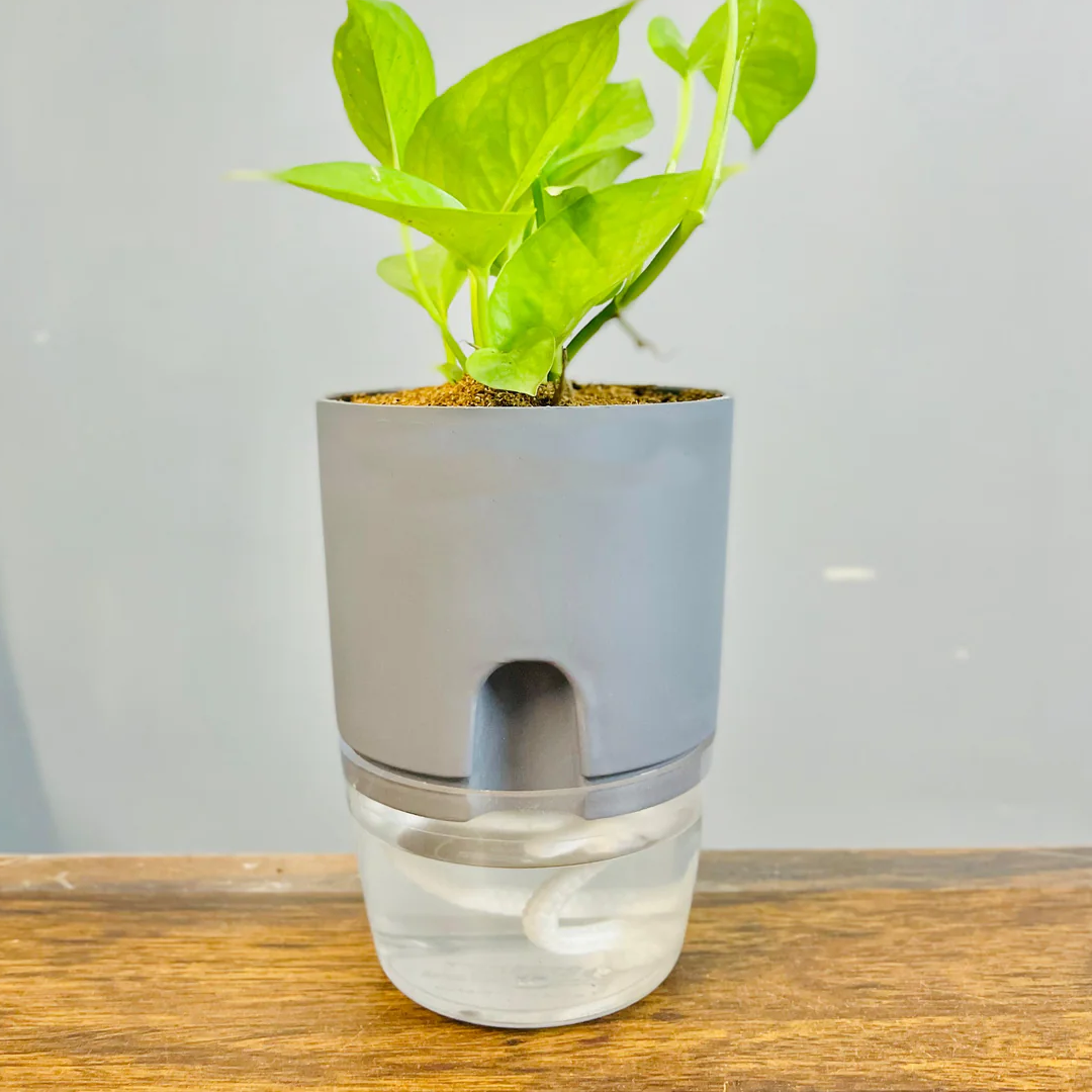 plant pots with water reservoir Round Self Watering Plant Pot with Reservoir
