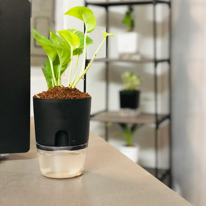 Round Self Watering Plant Pot with Water Reservoir (Pot Only)