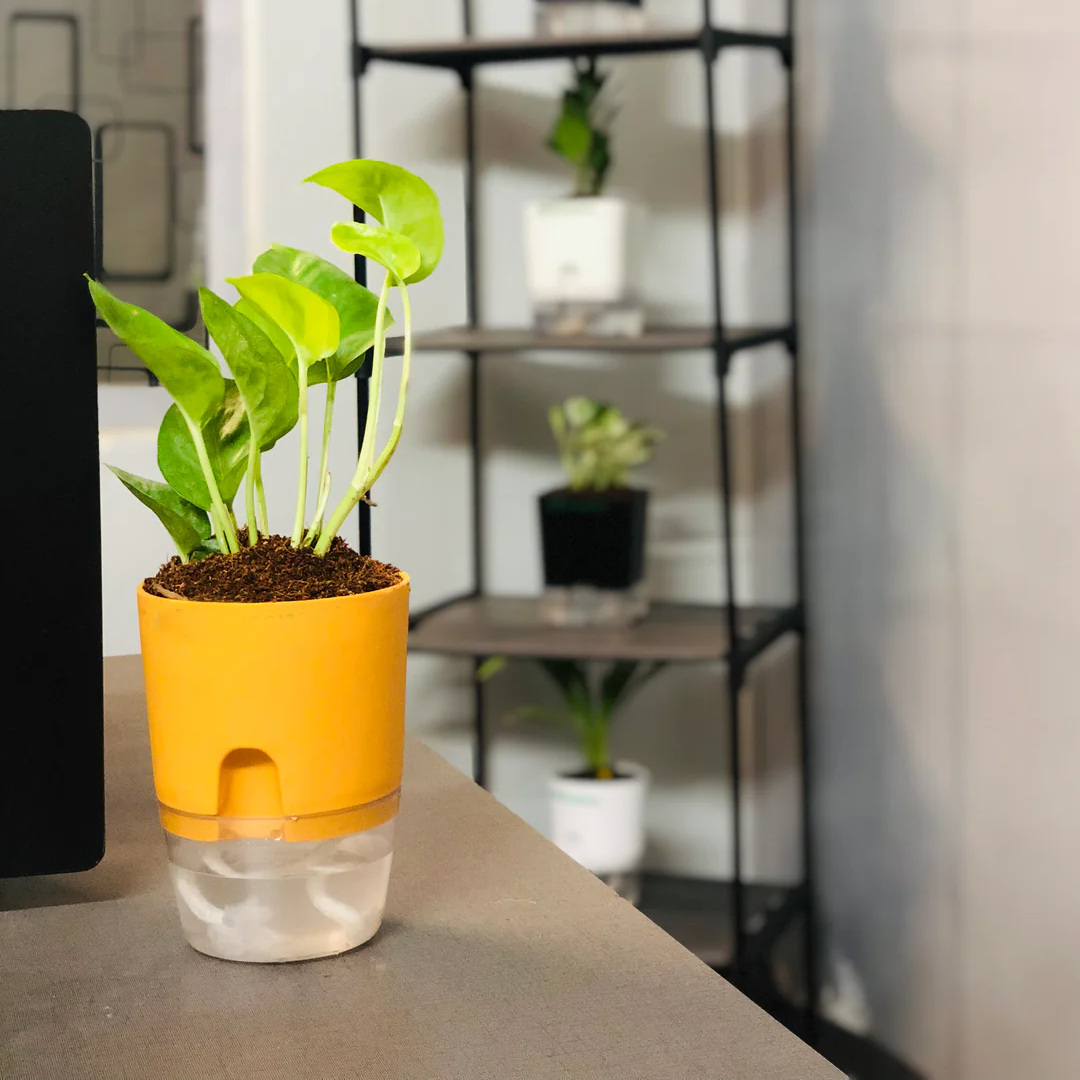 Round Self Watering Plant Pot with Water Reservoir (Pot Only)