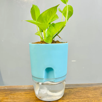 Round Self Watering Plant Pot with Water Reservoir (Pot Only)