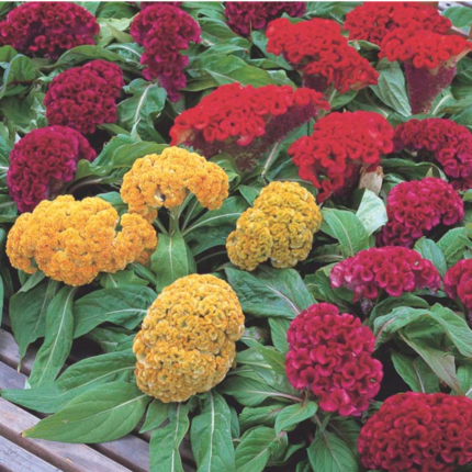 Cocks Comb CG Dwarf Mixed Seeds - Flower Seeds Pack - Premium Flower Seeds - Blooming Beauty Flower Seeds Collection