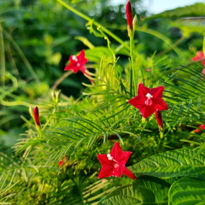 Cypress Vine Climber Plant Seeds - Flower Seeds Pack - Premium Flower Seeds - Blooming Beauty Flower Seeds Collection