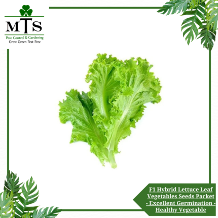 F1 Hybrid Lettuce Leaf Vegetables Seeds - Vegetables Seeds Packet - Excellent Germination - Healthy Vegetable