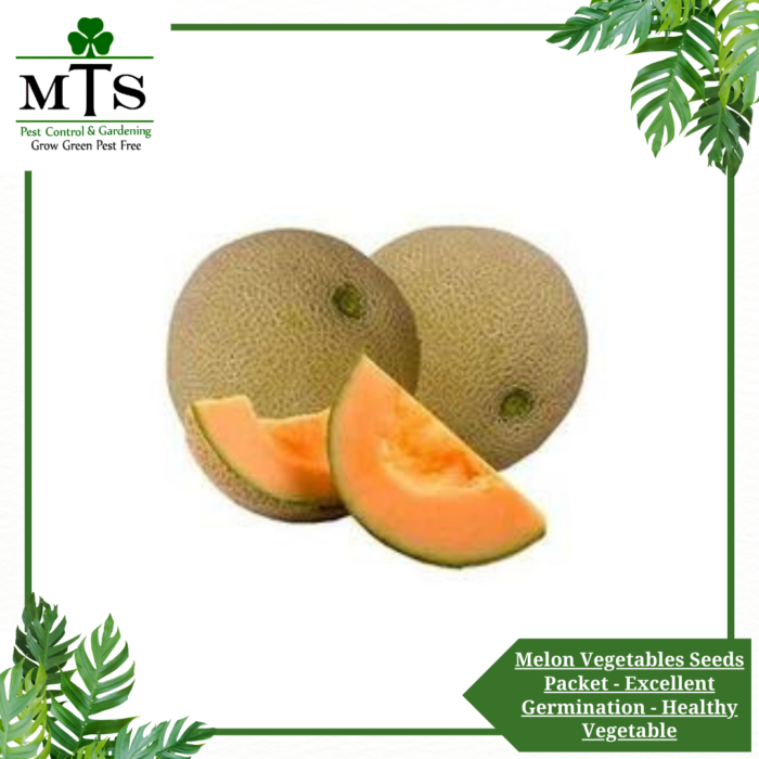 Melon Vegetables Seeds - Vegetables Seeds Packet - Excellent Germination - Healthy Vegetable