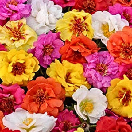 Portulaca Mix Seeds - Flower Seeds Pack - Premium Flower Seeds - Blooming Beauty Flower Seeds Collection