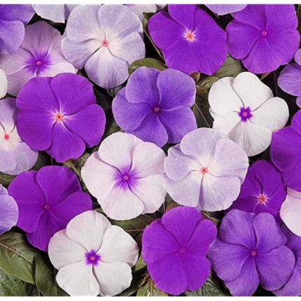 Vinca Dwarf Purple Seeds - Flower Seeds Pack - Premium Flower Seeds - Blooming Beauty Flower Seeds Collection
