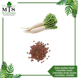 White Radish (Muli Safaid) Vegetables Seeds - Vegetables Seeds Packet - Excellent Germination - Healthy Vegetable