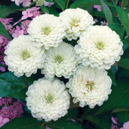 Zinnia White - Flower Seeds Pack - Premium Flower Seeds - Blooming Beauty Flower Seeds Collection